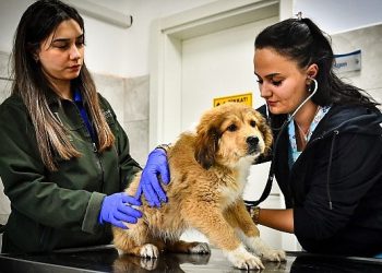 İzmir Büyükşehir Belediyesi Seyrek Sahipsiz Hayvan Hastanesi can dostlara hayat veriyor