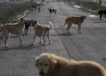 Sokak köpekleri teklifi Meclis’te! Ötenazi ve hapis cezası geliyor
