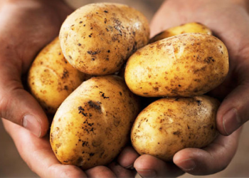 Rusya’da patates altını solladı