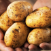 Rusya’da patates altını solladı